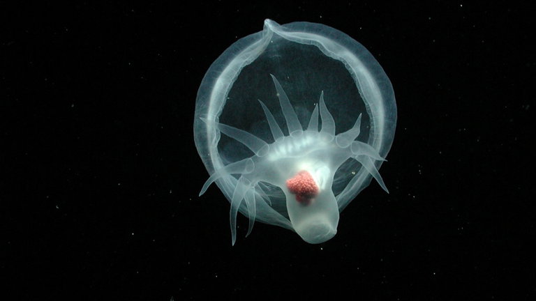 Es apodado el 'molusco misterioso', sus órganos se ven a través de la piel y acaba de ser clasificado después de ser descubierto hace 24 años