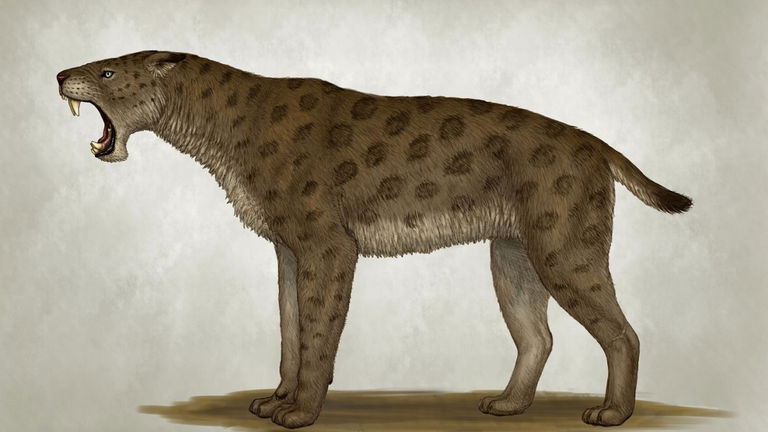 Ha sido hallado en la capa de permafrost que hay en Siberia, y aunque parece un peluche, es la cría de un gran depredador prehistórico