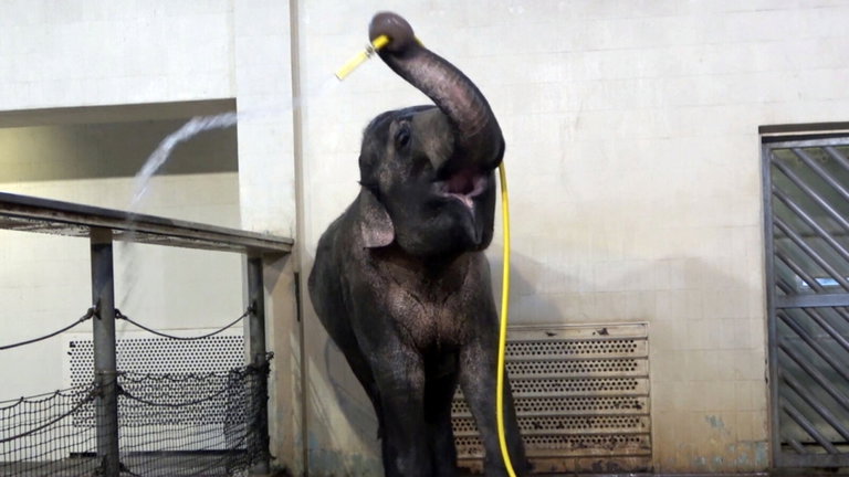 Esta elefanta del zoológico de Berlín deja estupefactos a sus cuidadores: es capaz de ducharse ella sola