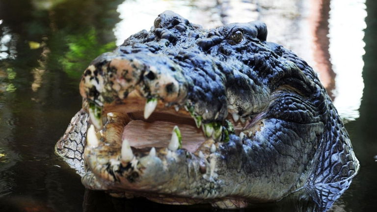 Australia está de luto por la muerte del cocodrilo más grande del país. Se llamaba Cassius y pesaba más de 1.000 kilos