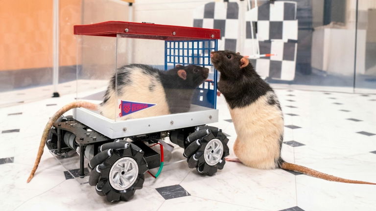 Estas ratas están aprendiendo a conducir. Lo curioso es que parecen disfrutar no sólo de su recompensa, sino de la propia emoción del viaje