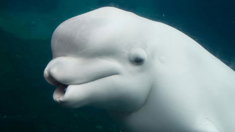 Una beluga apareció misteriosamente en Noruega portando un arnés y ya sabemos cuál es la explicación a este enigma