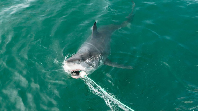 Los tiburones llevan atacando bañistas y surfistas desde hace décadas, pero hemos encontrado una solución tan simple como ingeniosa para ahuyentarlos