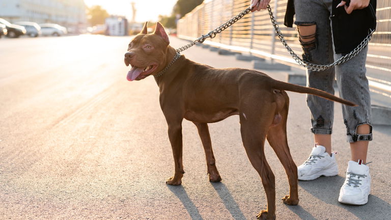 Las 10 razas de perro más peligrosas del mundo según la ciencia