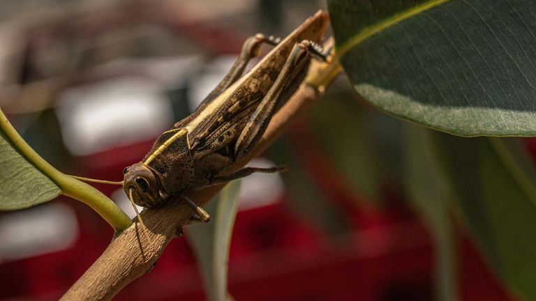 ¿Cuál es la reunión de animales más grande del mundo? Ocurrió en 1875 y lo protagonizaron 12 billones de insectos