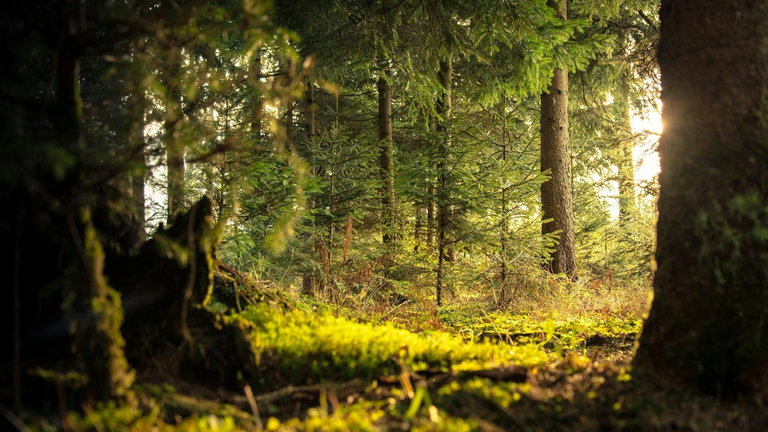 Un bosque se convierte de forma oficial en el organismo vivo más grande y antiguo del planeta Tierra