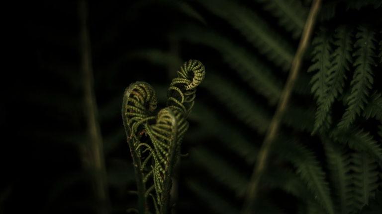 Olvídate todo lo que conocías sobre la evolución: esta planta es capaz de dar marcha atrás en el tiempo sin tecnología