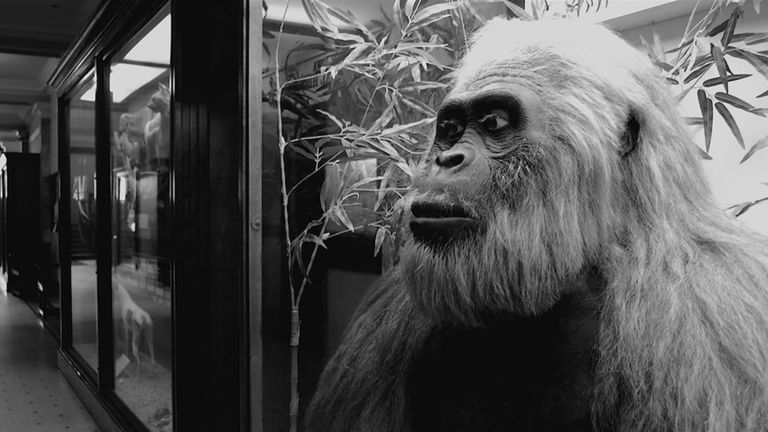 Así era y así se extinguió el Gigantopithecus, el simio más grande de la historia