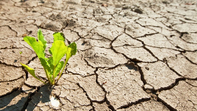 El cambio climático tiene contra las cuerdas a los agricultores. Esta empresa tiene la tecnología para salvar los cultivos