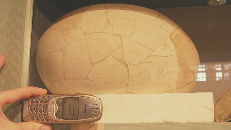 Este museo estadounidense descubrió un gigantesco huevo de una especie extinta. Lo curioso es que formaba parte de su colección y se creía que era falso