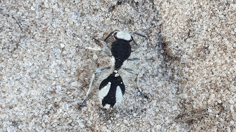Este insecto es de un color tan negro que es capaz de absorber casi toda la luz visible