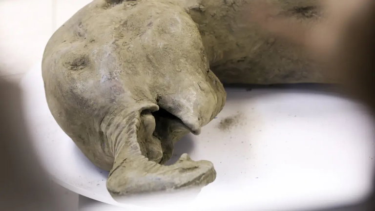 Se llama "Yana" y es el bebé de mamut mejor conservado que se ha encontrado. Los expertos lo hallaron en el hielo siberiano