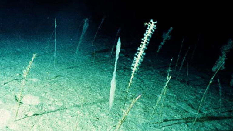 Estas criaturas marinas viven en la Antártida y son capaces de desafiar a la muerte al vivir hasta 11.000 años
