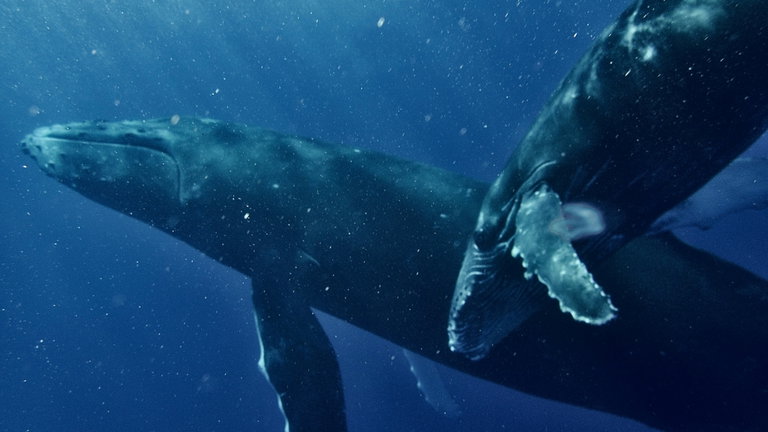 Lo que ha hecho esta ballena deja perplejos a los biólogos: ha recorrido tres océanos con la intención de aparearse