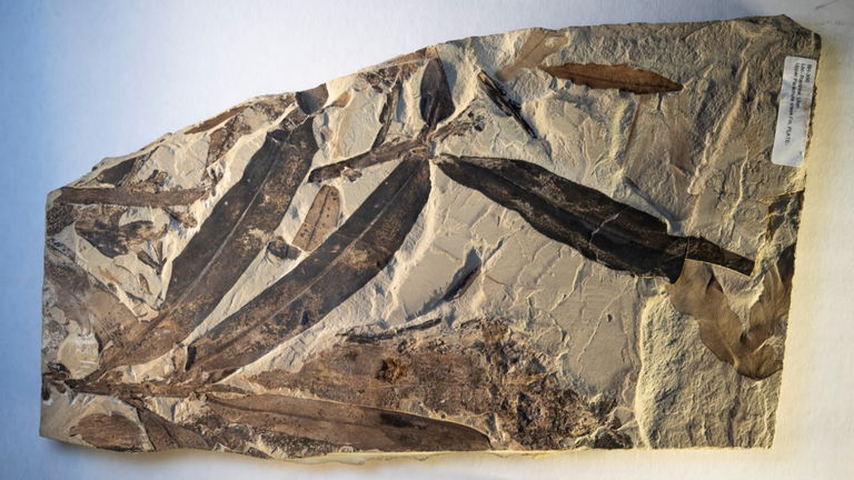 El fósil de esta antigua planta prehistórica podría ser esencial para conocer la historia vegetal de la Tierra