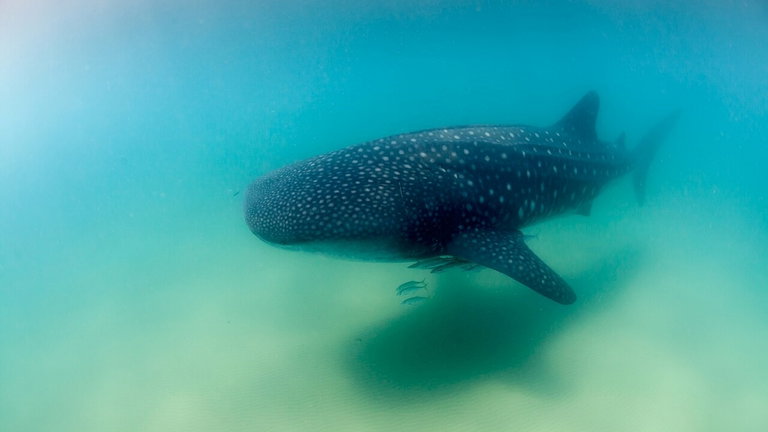 Pesa 37 toneladas y mide lo mismo que un autobús: este pez es el más grande del planeta y no es carnívoro
