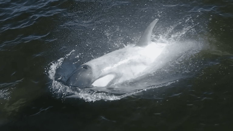 Las costa de California ha vuelto a ser testigo de la aparición de Frosty, una orca con una particularidad muy especial