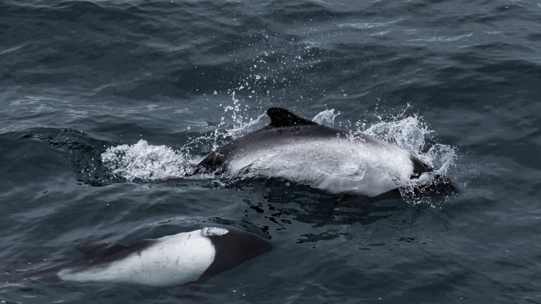 No existe un delfín más extraño en nuestros océanos: luce un disfraz de panda y es capaz de nadar boca arriba