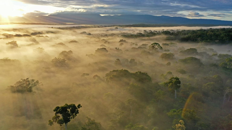 El catálogo conocidos acaba de aumentar de nuevo: una expedición a la jungla ha conseguido descubrir 27 nuevas especies