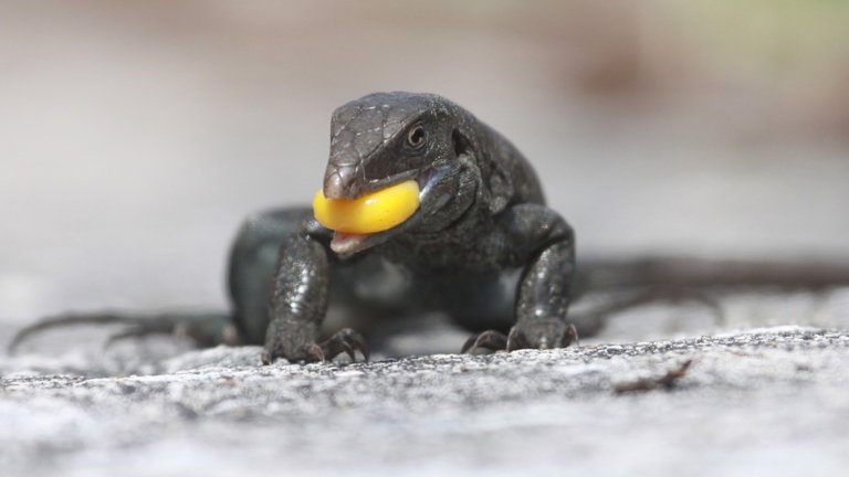 Acabamos de evitar que esta especie de lagarto se extinga: todo ha sido debido a un intenso programa de restauración ecológica