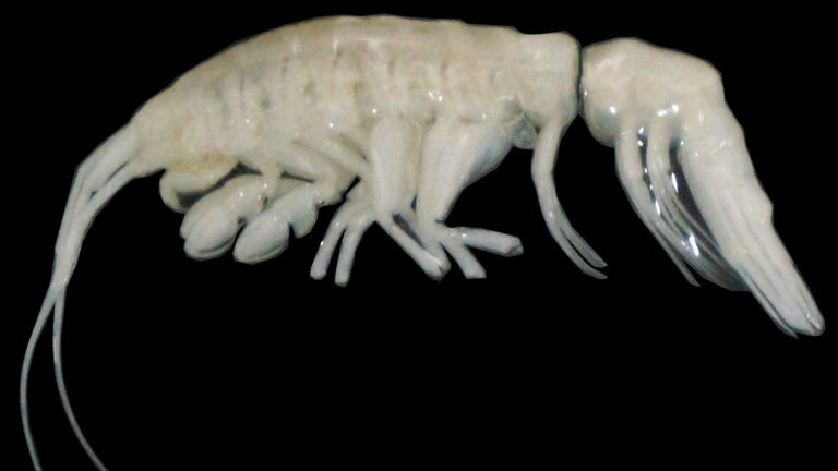 Este es el "Alien" del fondo oceánico: vive en una de las fosas más profundas del planeta y es uno de los depredadores más pequeños del planeta