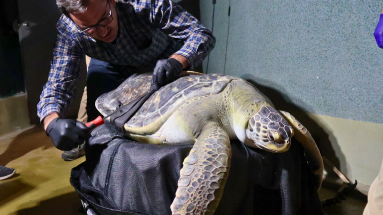 La impresión 3D acaba de recibir una nueva misión: ayudar a las tortugas marinas con este problema en su caparazón