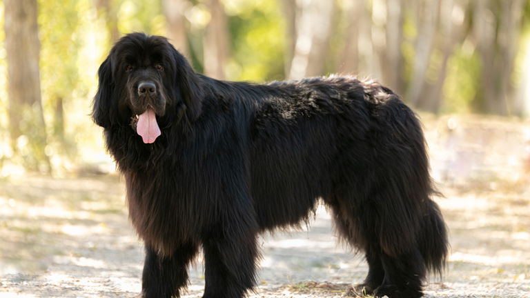 Las 5 razas de perro más grandes del mundo
