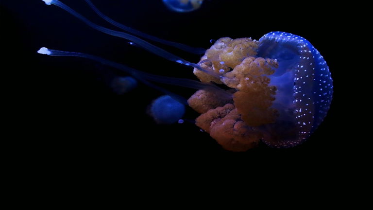 Viajar en el tiempo es posible y no hace falta ninguna máquina: esta medusa es capaz de hacerlo solo con su cuerpo