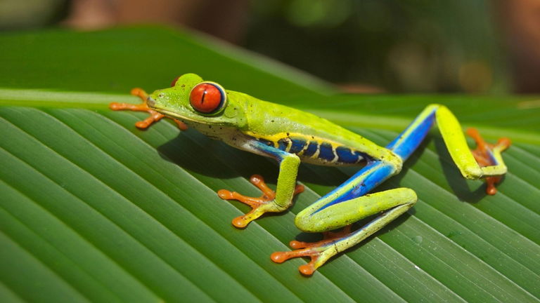 Que su extraño aspecto no te hipnotice, esta rana es un auténtico fósil viviente. Surgió en la época de los dinosaurios y aun sigue con nosotros