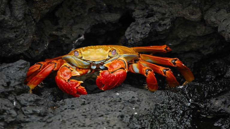 Mitad gamba y mitad alienígena, este extraño animal acaba de ser descubierto en Chile y es el primero de su tipo