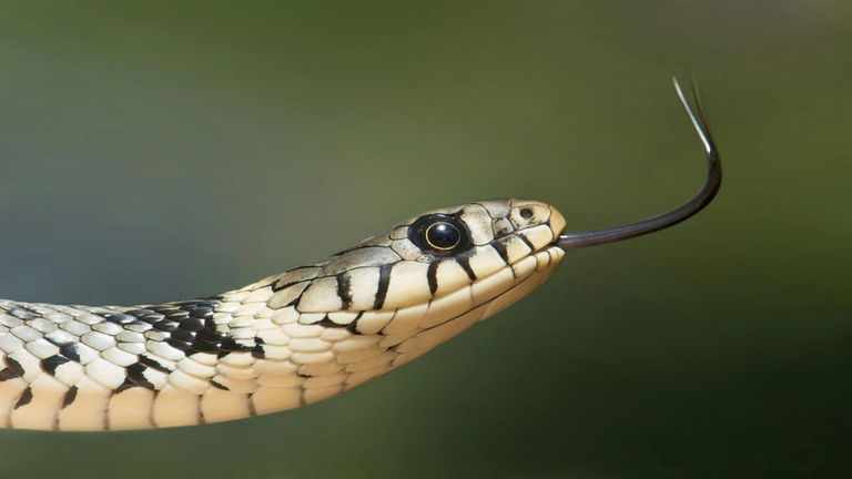 El planeta Tierra todavía tiene muchas partes sin descubrir: estos nuevos animales recién descubiertos lo han demostrado