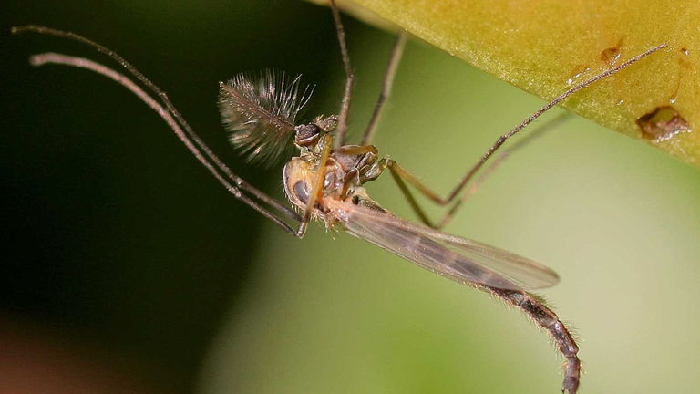 Qué pasaría en la Tierra si no hubiera mosquitos