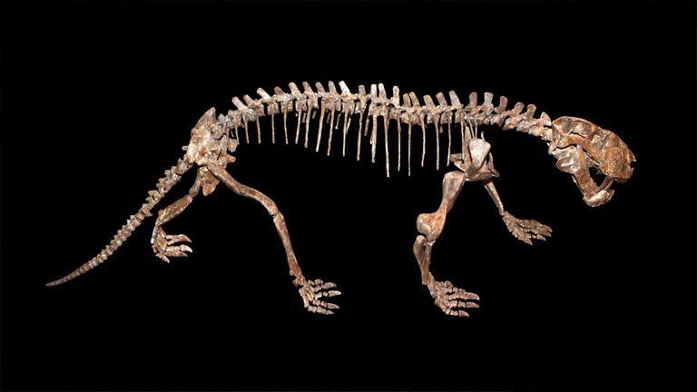 Era un temible depredador prehistórico, tenía forma de perro y dientes de sable. Ahora sabemos que es nuestro antepasado