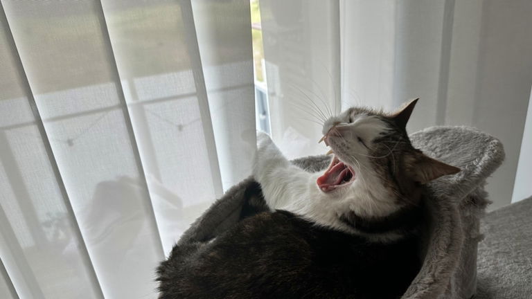 Tu gato no es solamente una criatura maléfica, sino que un equipo de investigadores ha descubierto que también podría ser un psicópata