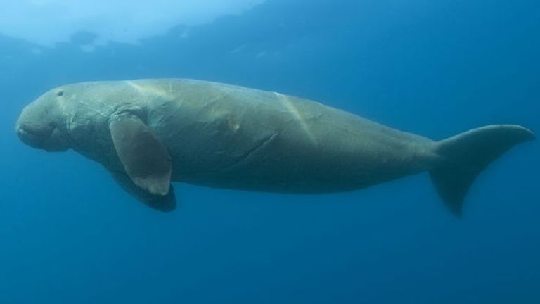 Todo sobre el dugongo, el mamífero marino que inspiró el mito de las sirenas