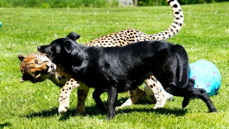 Son dos especies muy distintas, pero pueden ser buenos amigos. Los biólogos cuentan por qué guepardos y perros pueden ser colegas de juegos