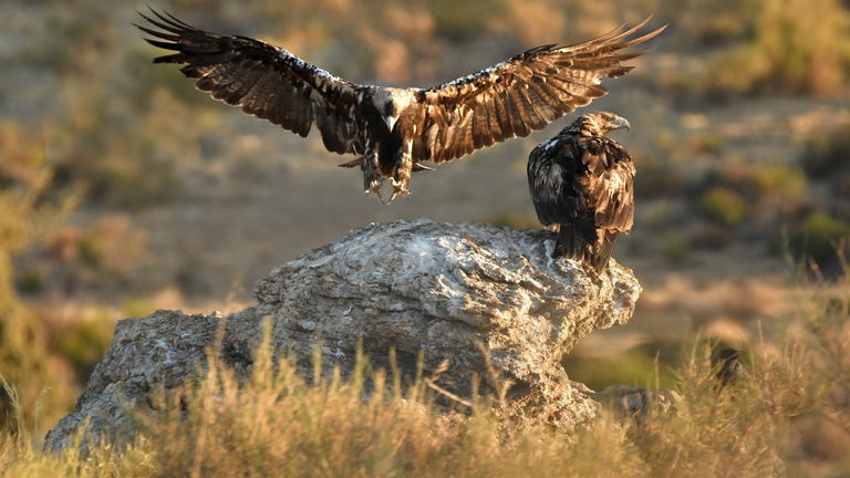 10 especies de pájaros que están en peligro de extinción: hay menos de 1000 ejemplares