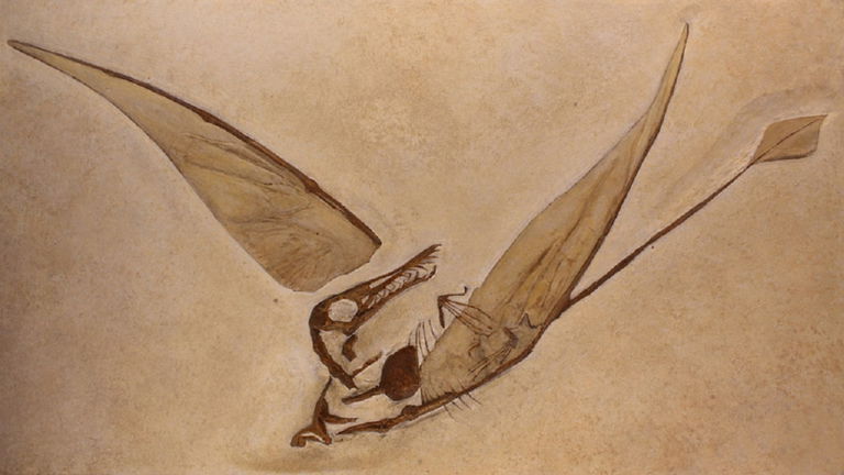 Este pequeño "dinosaurio" volador desconcierta a los paleontólogos. Su apariencia cambiaba a medida que se hacía más grande