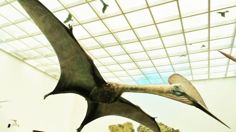 Así era el Quetzalcoatlus, el reptil volador más grande que jamás ha existido