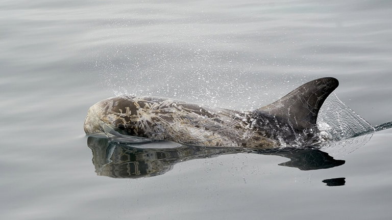 Observan una gran manada de delfines "celebrando una fiesta". Ha ocurrido en Estados Unidos y los expertos están alucinando