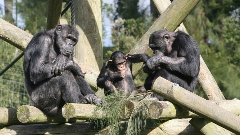 Los chimpancés tienen algo que se puede contagiar al resto del grupo: sus ganas de orinar