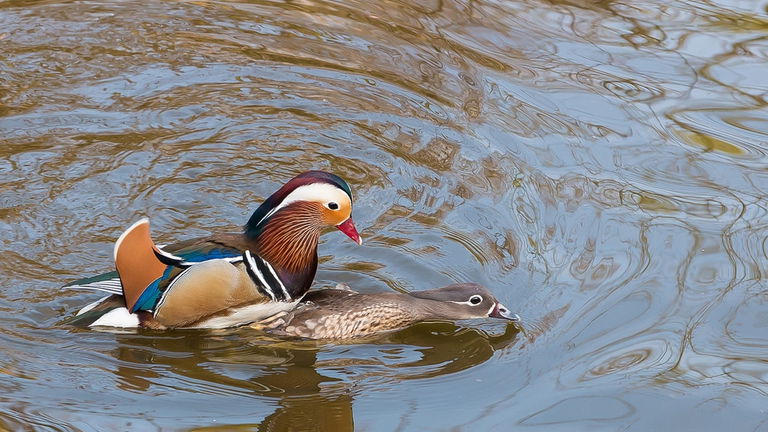 El 97% de las aves no tienen pene. Sin embargo, no te imaginas las formas que tienen los órganos reproductores de las especies afortunadas