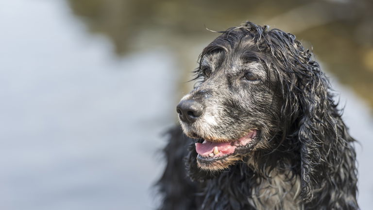 El olor a perro mojado tiene explicación científica: por qué ocurre y cómo reducir su intensidad