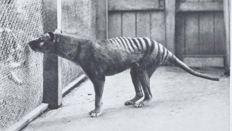 El tigre de Tasmania pronto podría estar de nuevo entre nosotros gracias a esta empresa genética. La extinción de animales será cosa del pasado