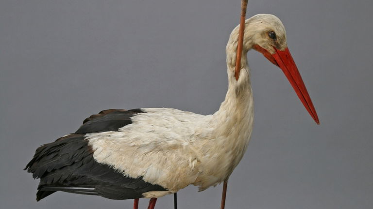 Todo lo que tiene que ver con la migración de las aves se lo debemos a esta peculiar cigüeña: llevaba una flecha clavada en el cuello