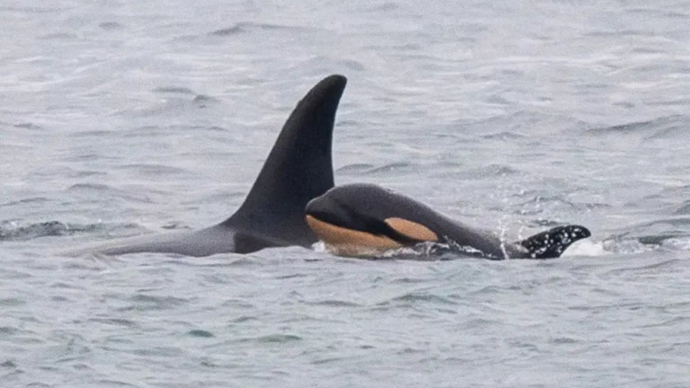Así es el triste y descorazonador viaje de la orca Tahlequah: transporta consigo durante días a su cría fallecida