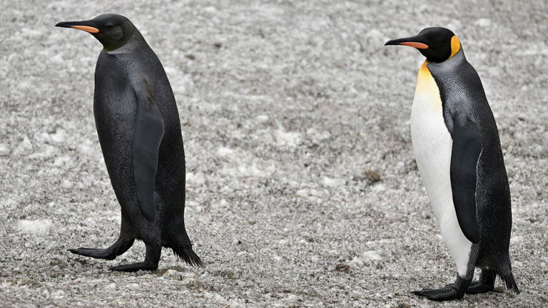 Es el pingüino rey más extraño jamás observado. Fue avistado en una isla del océano Atlántico y parece haber perdido su habitual esmoquin