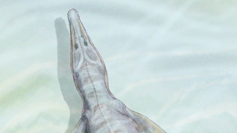 Los tiburones actuales no tendrían nada que hacer contra este super depredador de la época de los dinosaurios. Los grandes blancos serían su alimento