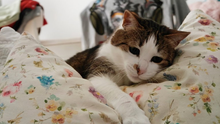 Los gatos tienen comportamientos que imitan a los seres humanos y todo tiene que ver con las expresiones de su cara