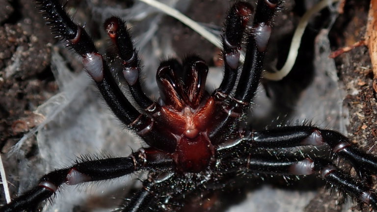 Se llama "Chico Grande" y aunque es una araña peligrosa va a ser muy importante para la ciencia. El secreto está en su veneno